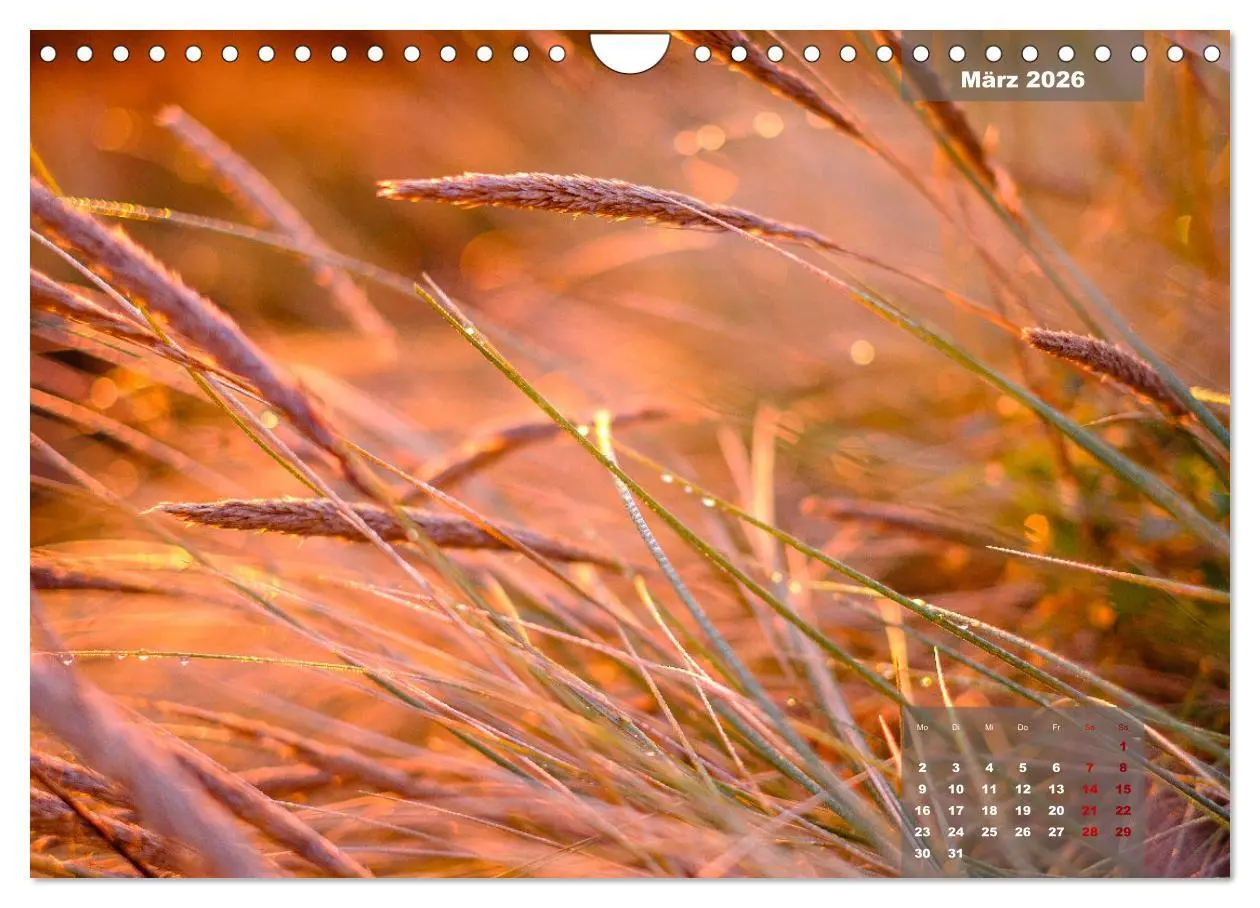 Bild: 9783457597224 | feeling Sylt (Wandkalender 2026 DIN A4 quer), CALVENDO Monatskalender