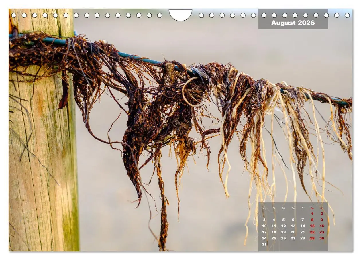 Bild: 9783457597224 | feeling Sylt (Wandkalender 2026 DIN A4 quer), CALVENDO Monatskalender