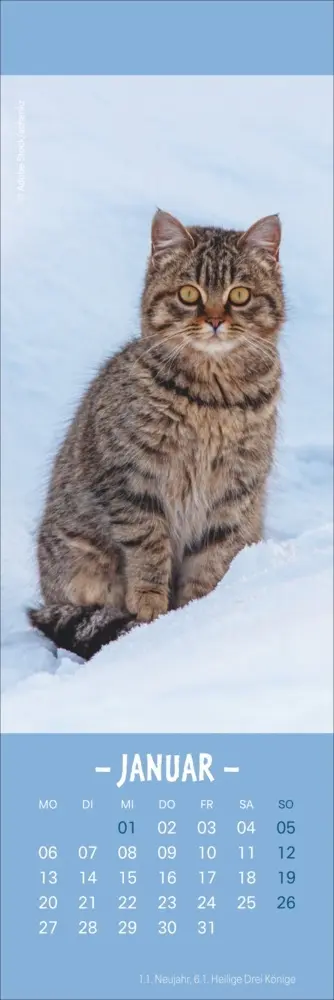 Bild: 9783756407224 | Katzen Lesezeichen &amp; Kalender 2025 | Kalender | Geblockt | Kalender