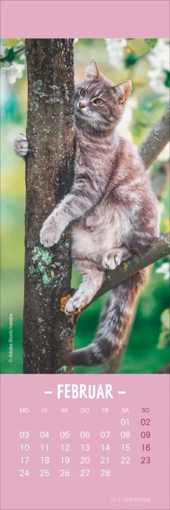 Bild: 9783756407224 | Katzen Lesezeichen &amp; Kalender 2025 | Kalender | Geblockt | Kalender