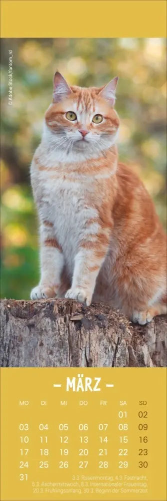Bild: 9783756407224 | Katzen Lesezeichen &amp; Kalender 2025 | Kalender | Geblockt | Kalender