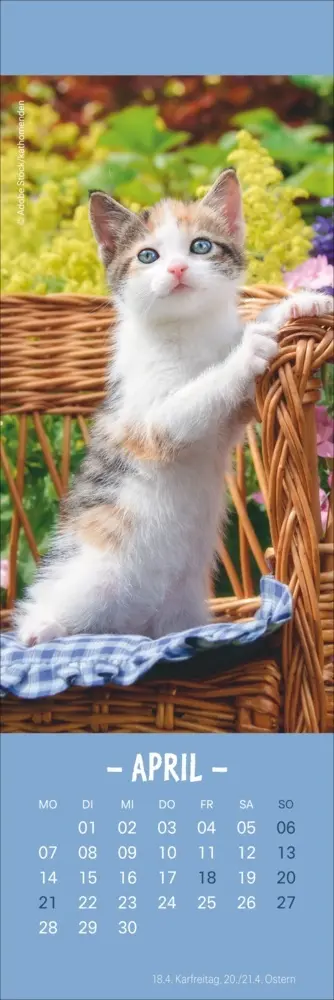 Bild: 9783756407224 | Katzen Lesezeichen &amp; Kalender 2025 | Kalender | Geblockt | Kalender