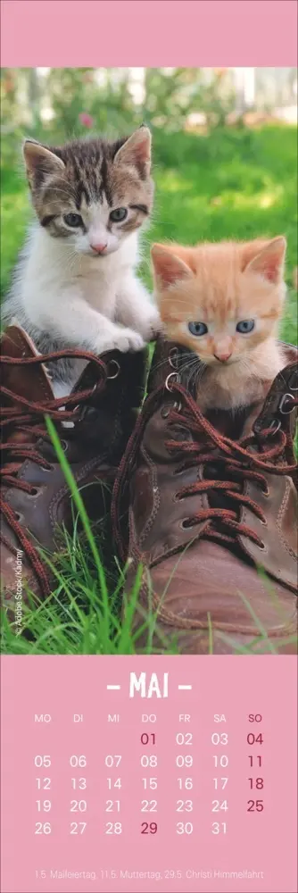 Bild: 9783756407224 | Katzen Lesezeichen &amp; Kalender 2025 | Kalender | Geblockt | Kalender