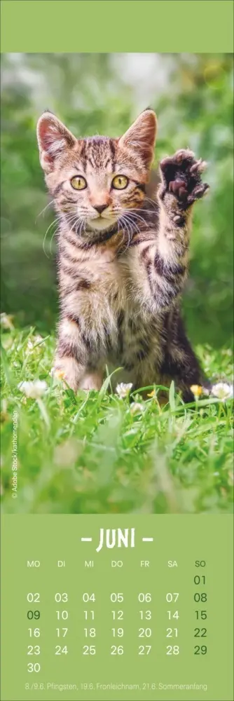 Bild: 9783756407224 | Katzen Lesezeichen &amp; Kalender 2025 | Kalender | Geblockt | Kalender