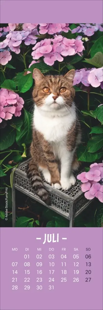 Bild: 9783756407224 | Katzen Lesezeichen &amp; Kalender 2025 | Kalender | Geblockt | Kalender
