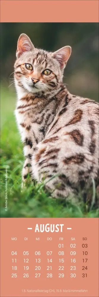 Bild: 9783756407224 | Katzen Lesezeichen &amp; Kalender 2025 | Kalender | Geblockt | Kalender
