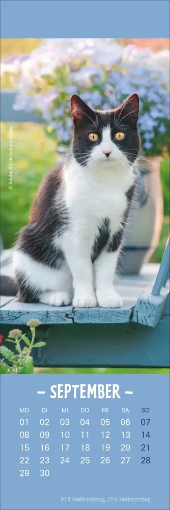 Bild: 9783756407224 | Katzen Lesezeichen &amp; Kalender 2025 | Kalender | Geblockt | Kalender