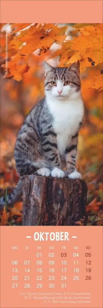 Bild: 9783756407224 | Katzen Lesezeichen &amp; Kalender 2025 | Kalender | Geblockt | Kalender