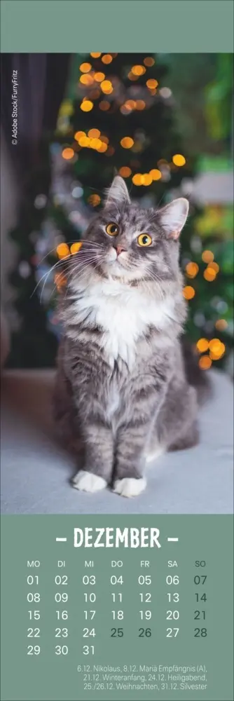 Bild: 9783756407224 | Katzen Lesezeichen &amp; Kalender 2025 | Kalender | Geblockt | Kalender