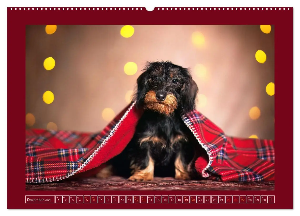 Bild: 9783457347324 | Pfotenblitzers Goldige Welpen (hochwertiger Premium Wandkalender...