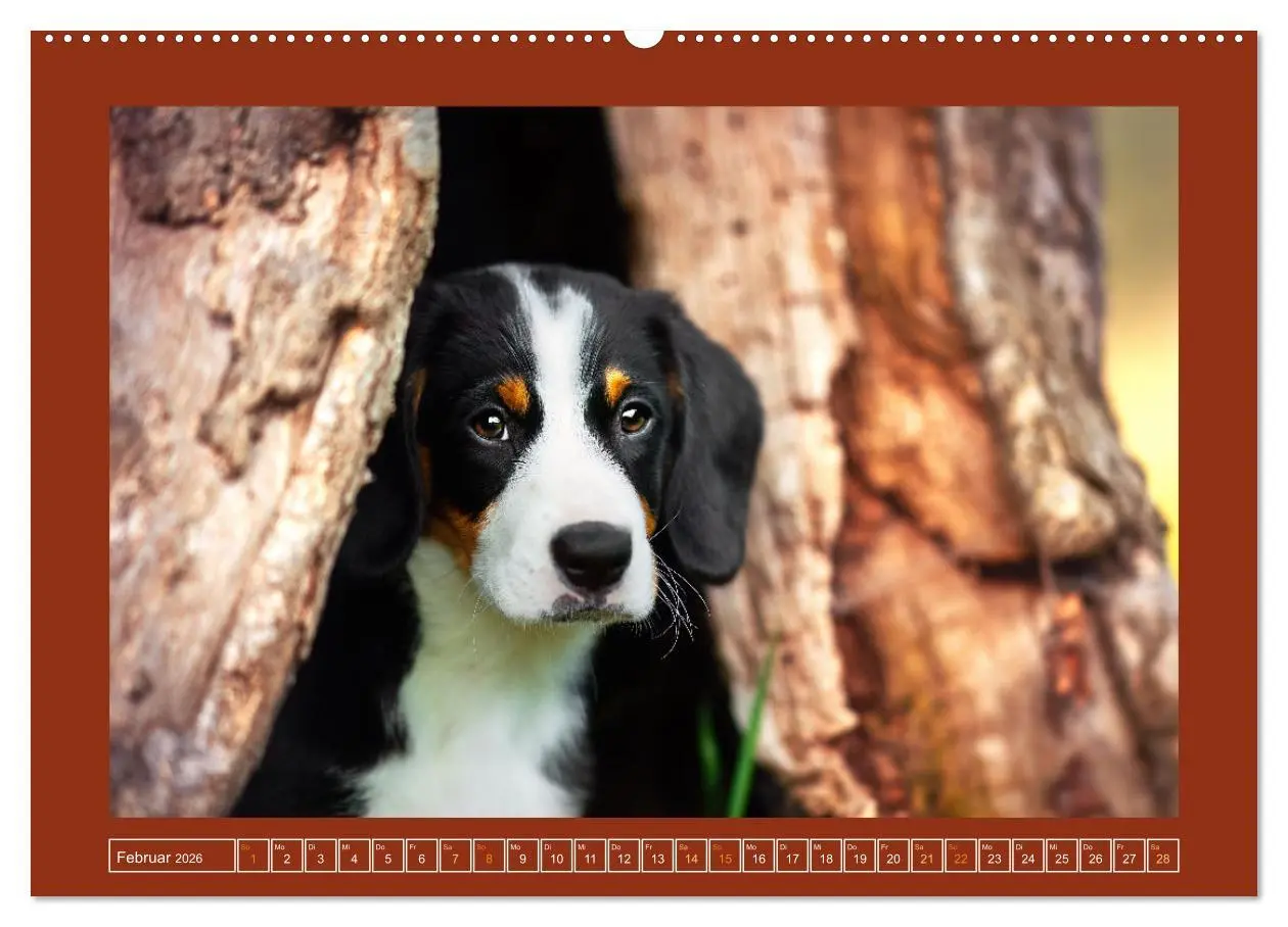 Bild: 9783457347324 | Pfotenblitzers Goldige Welpen (hochwertiger Premium Wandkalender...