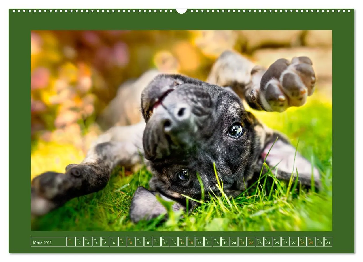 Bild: 9783457347324 | Pfotenblitzers Goldige Welpen (hochwertiger Premium Wandkalender...