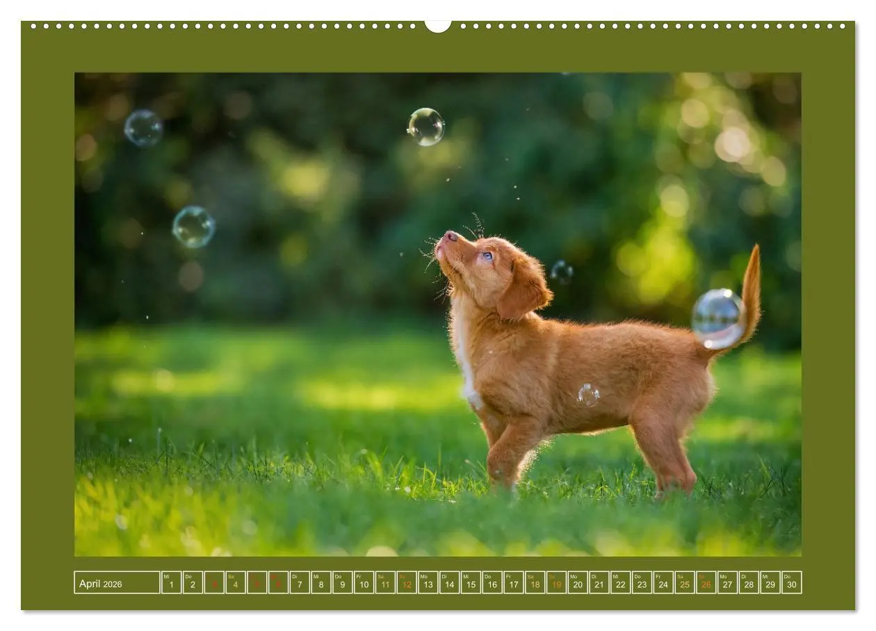 Bild: 9783457347324 | Pfotenblitzers Goldige Welpen (hochwertiger Premium Wandkalender...