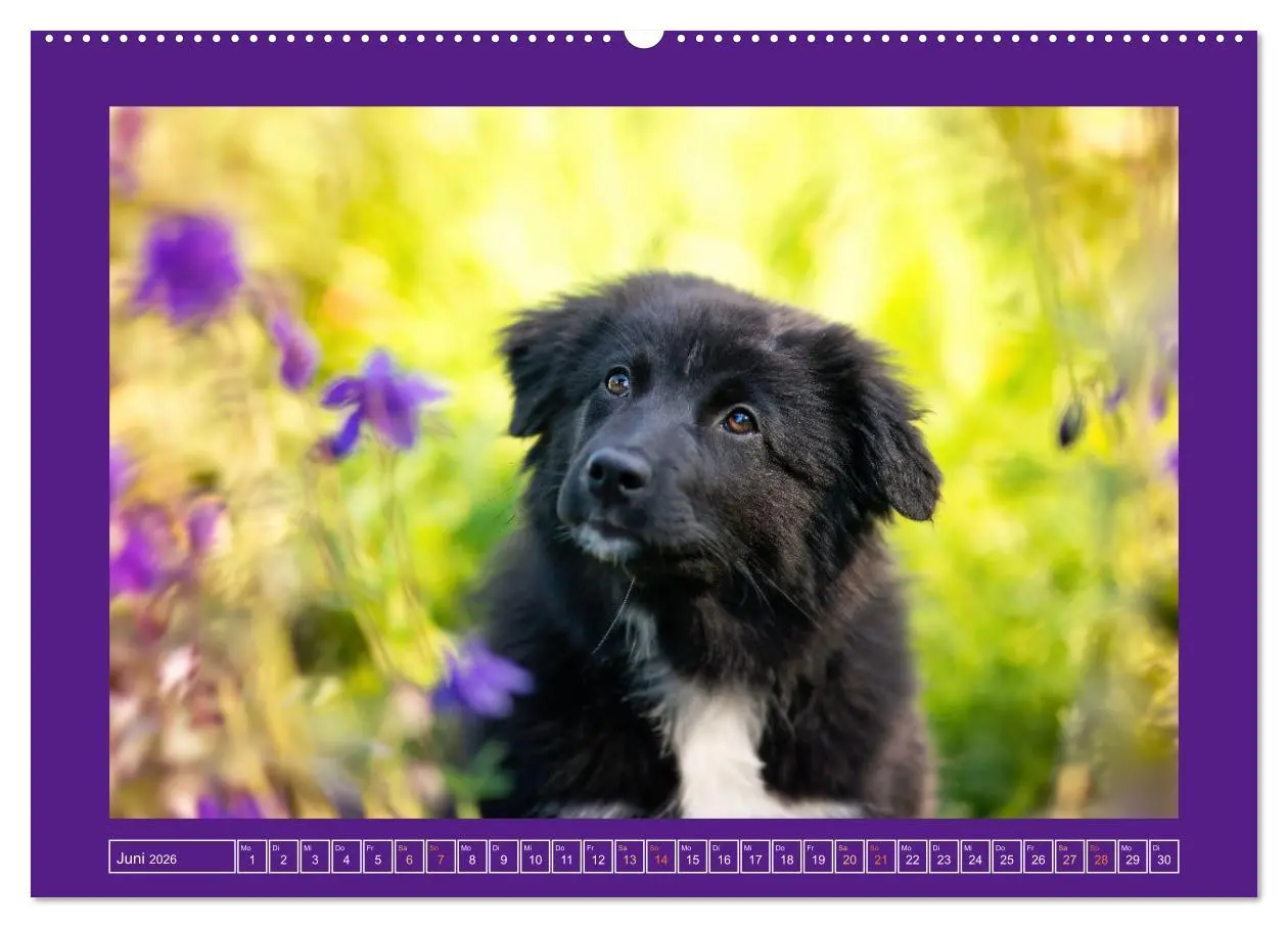 Bild: 9783457347324 | Pfotenblitzers Goldige Welpen (hochwertiger Premium Wandkalender...