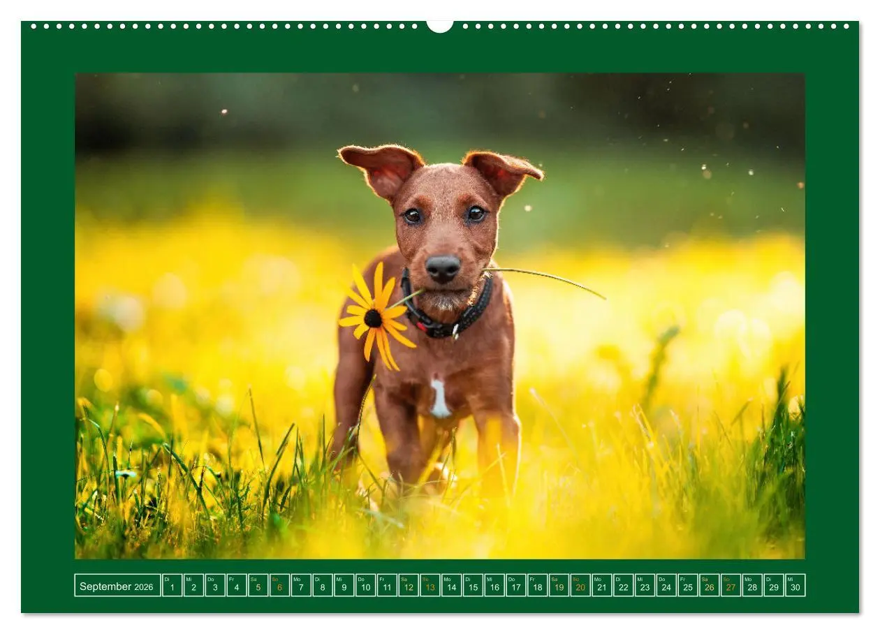 Bild: 9783457347324 | Pfotenblitzers Goldige Welpen (hochwertiger Premium Wandkalender...