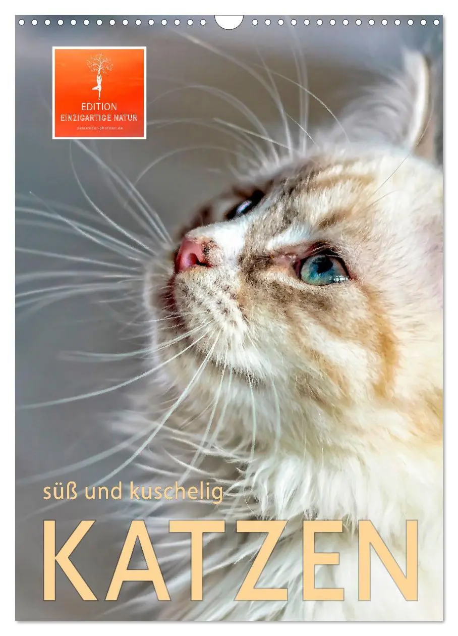Cover: 9783516367324 | Katzen - süß und kuschelig (Wandkalender 2026 DIN A3 hoch),...