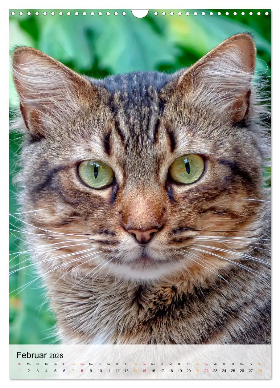Bild: 9783516367324 | Katzen - süß und kuschelig (Wandkalender 2026 DIN A3 hoch),...