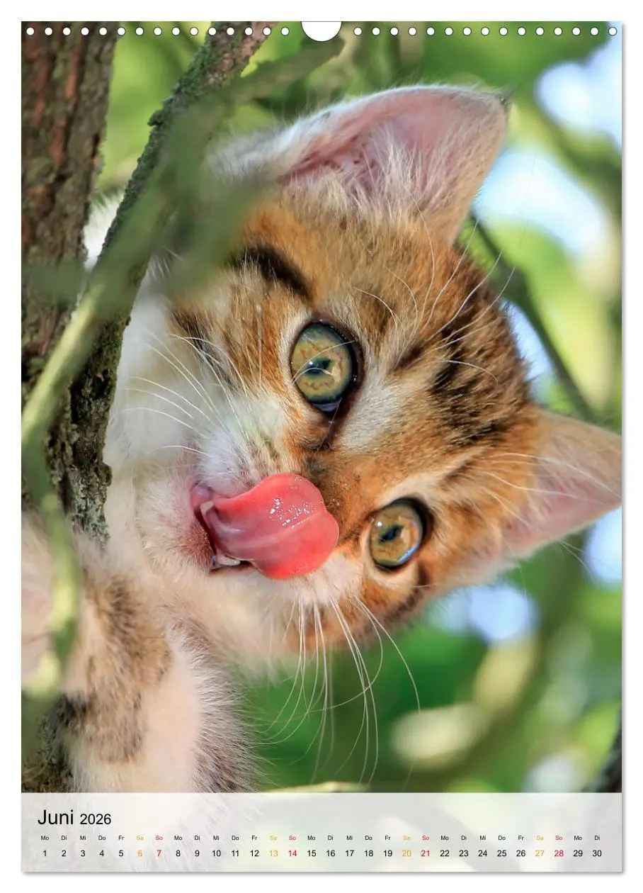 Bild: 9783516367324 | Katzen - süß und kuschelig (Wandkalender 2026 DIN A3 hoch),...