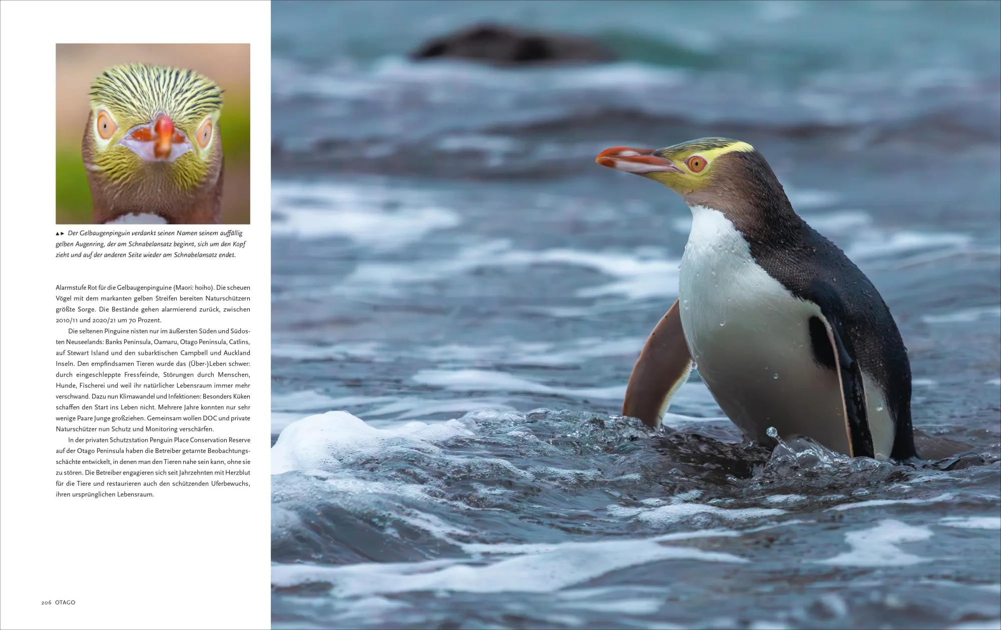 Bild: 9783866907324 | Neuseeland | Im Land der weißen Wolke | Wiebke Reißig-Dwenger | Buch