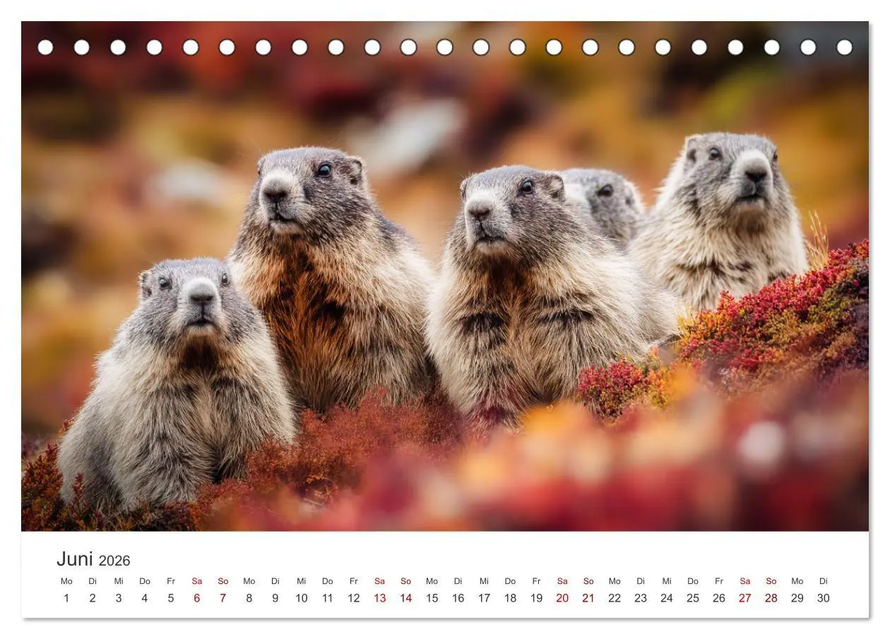 Bild: 9783516597424 | Alpenplüsch - Mit Murmeltieren durchs Jahr (Tischkalender 2026 DIN...