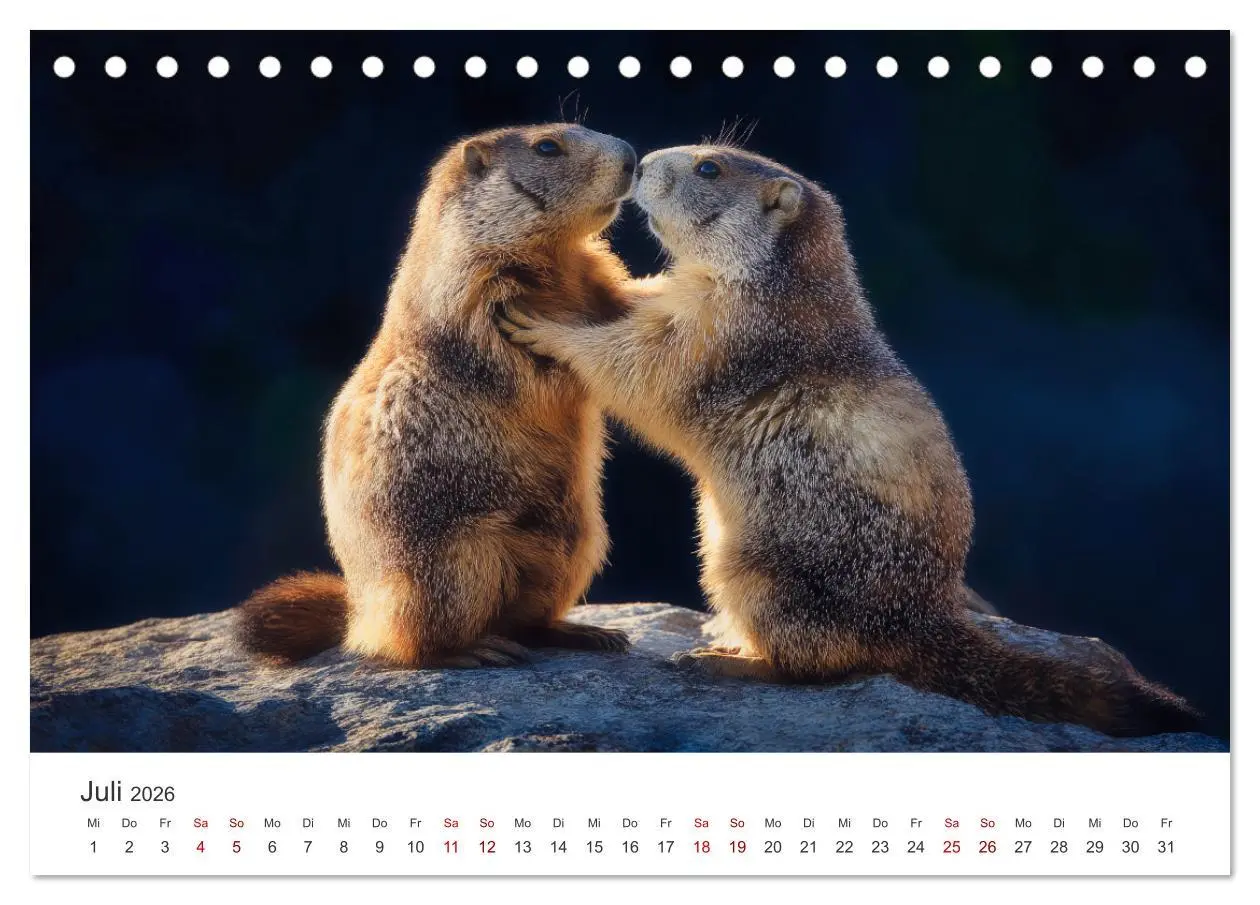 Bild: 9783516597424 | Alpenplüsch - Mit Murmeltieren durchs Jahr (Tischkalender 2026 DIN...