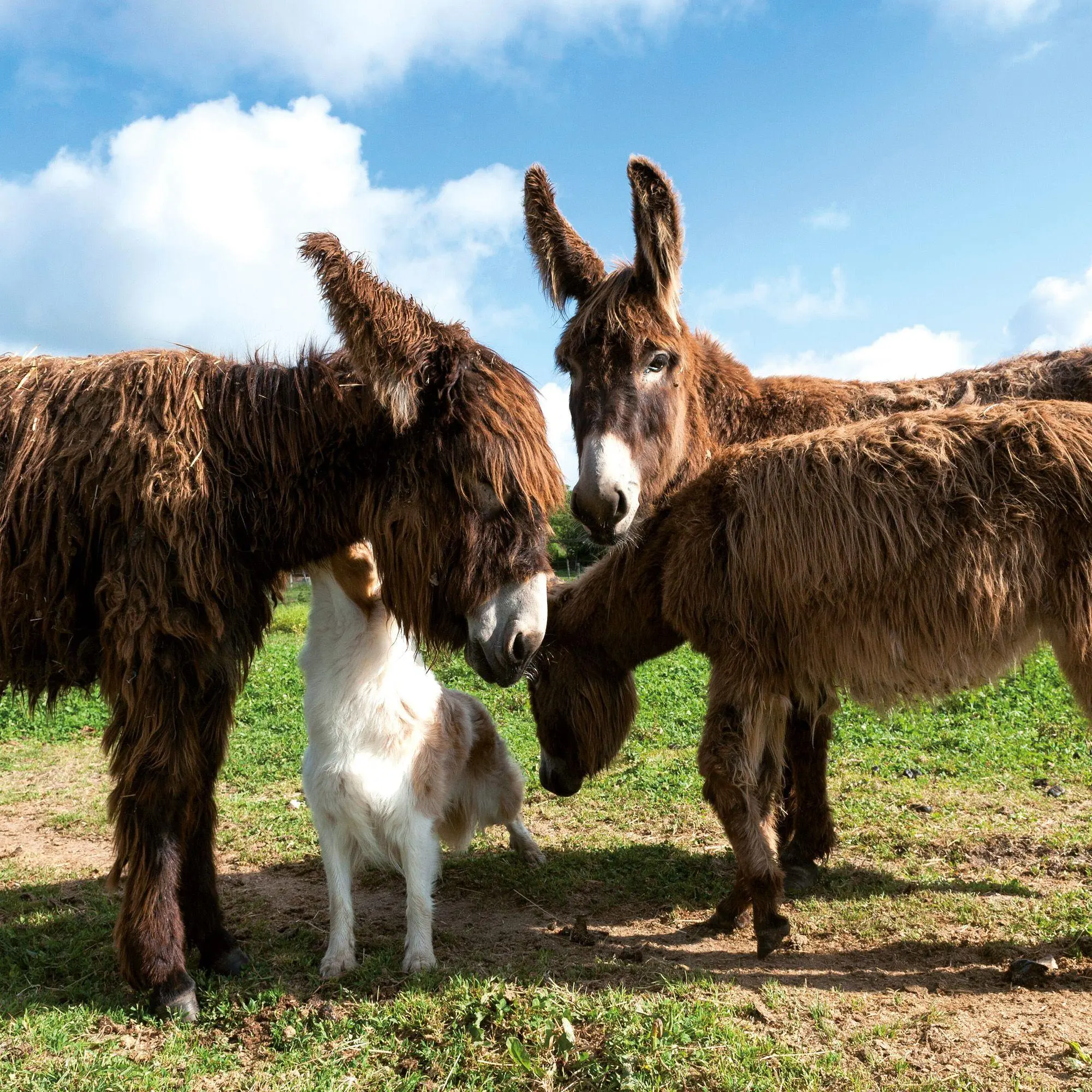 Bild: 9783959297424 | Tiere vom Bauernhof / Farm Animals 2027 | Kalender 2027 | Kalender