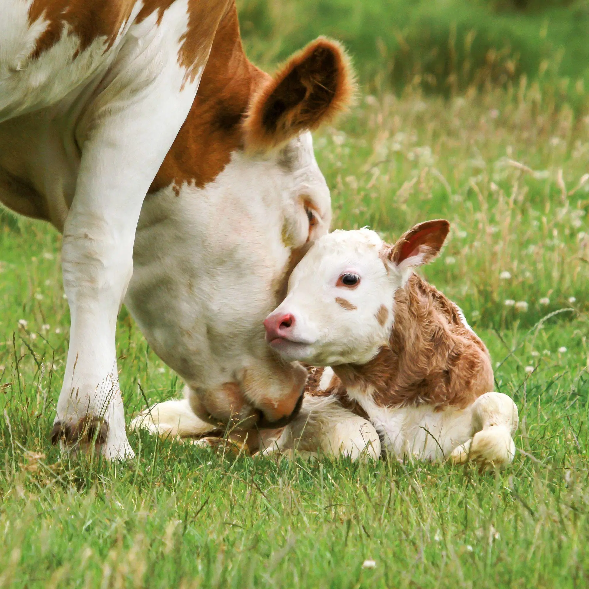 Bild: 9783959297424 | Tiere vom Bauernhof / Farm Animals 2027 | Kalender 2027 | Kalender