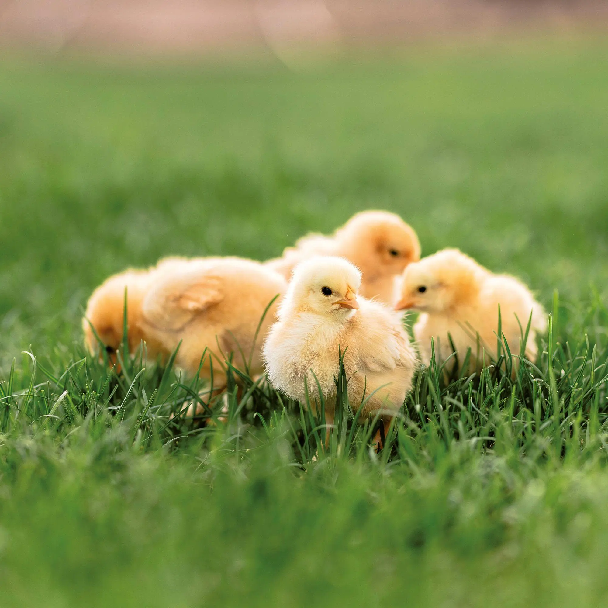 Bild: 9783959297424 | Tiere vom Bauernhof / Farm Animals 2027 | Kalender 2027 | Kalender