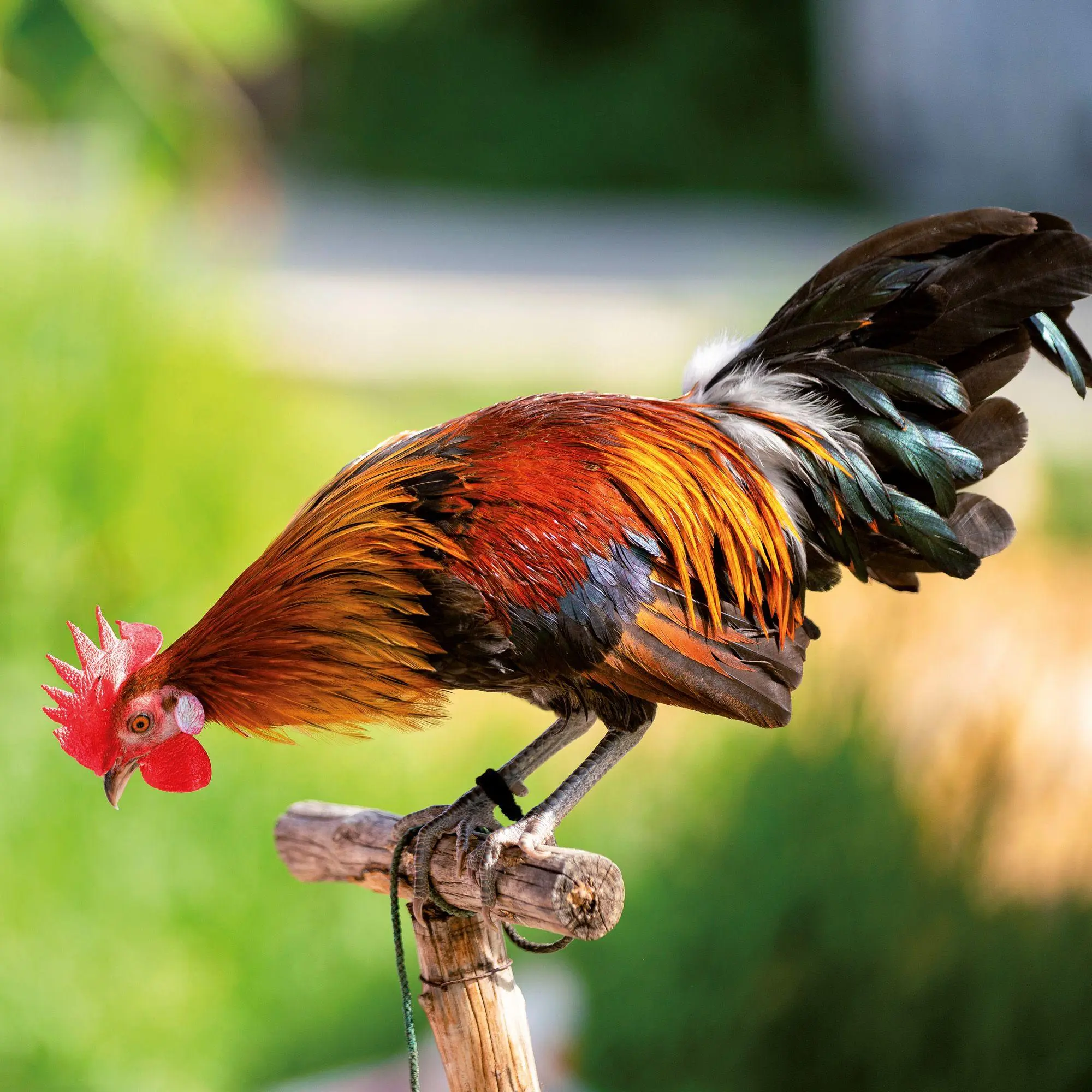 Bild: 9783959297424 | Tiere vom Bauernhof / Farm Animals 2027 | Kalender 2027 | Kalender