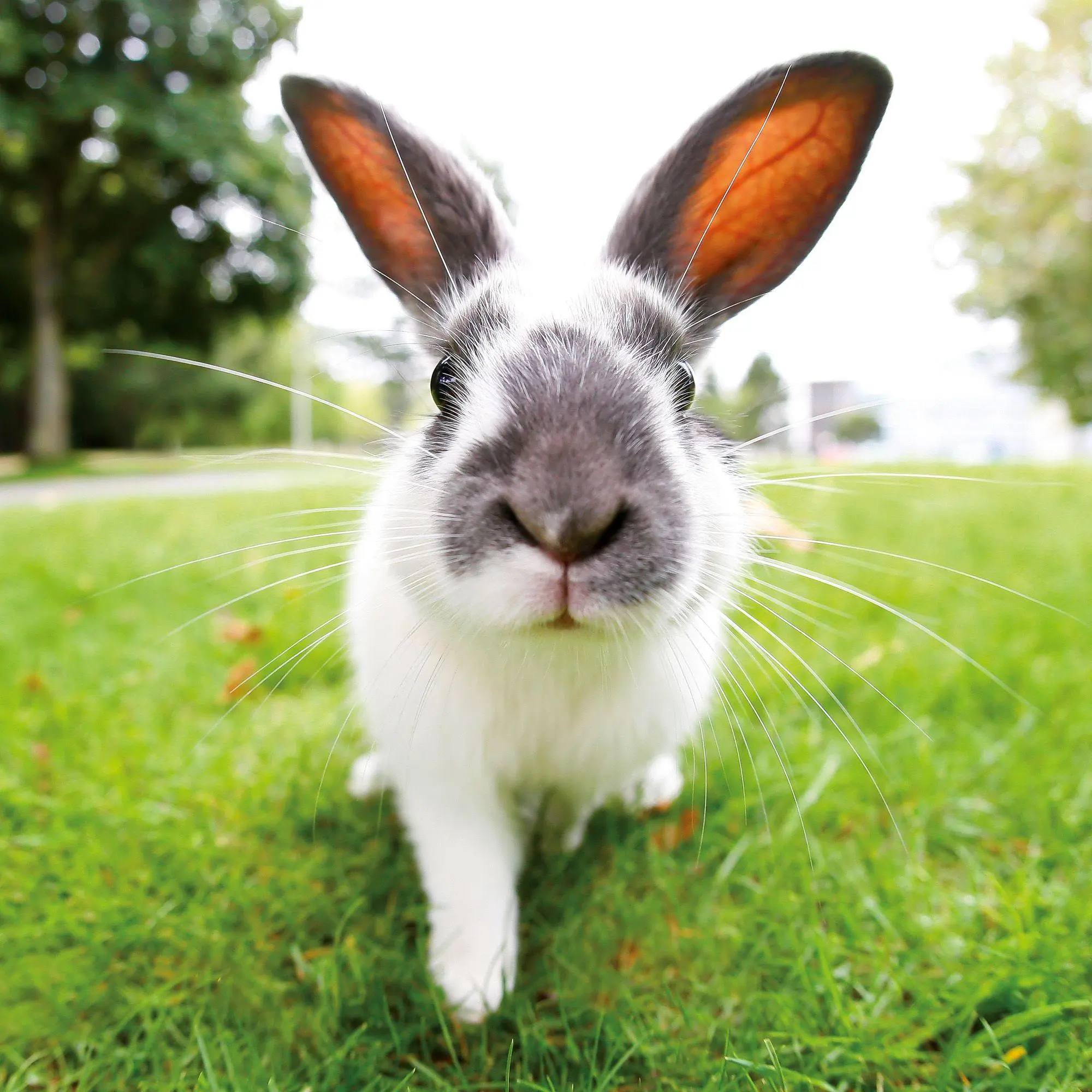 Bild: 9783959297424 | Tiere vom Bauernhof / Farm Animals 2027 | Kalender 2027 | Kalender