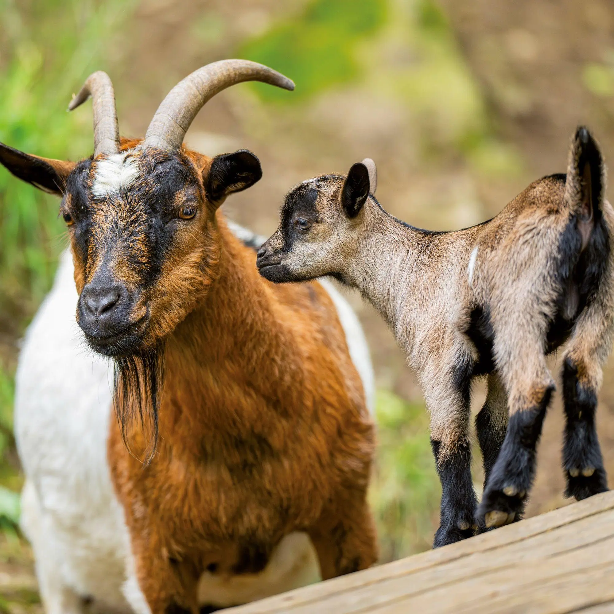 Bild: 9783959297424 | Tiere vom Bauernhof / Farm Animals 2027 | Kalender 2027 | Kalender