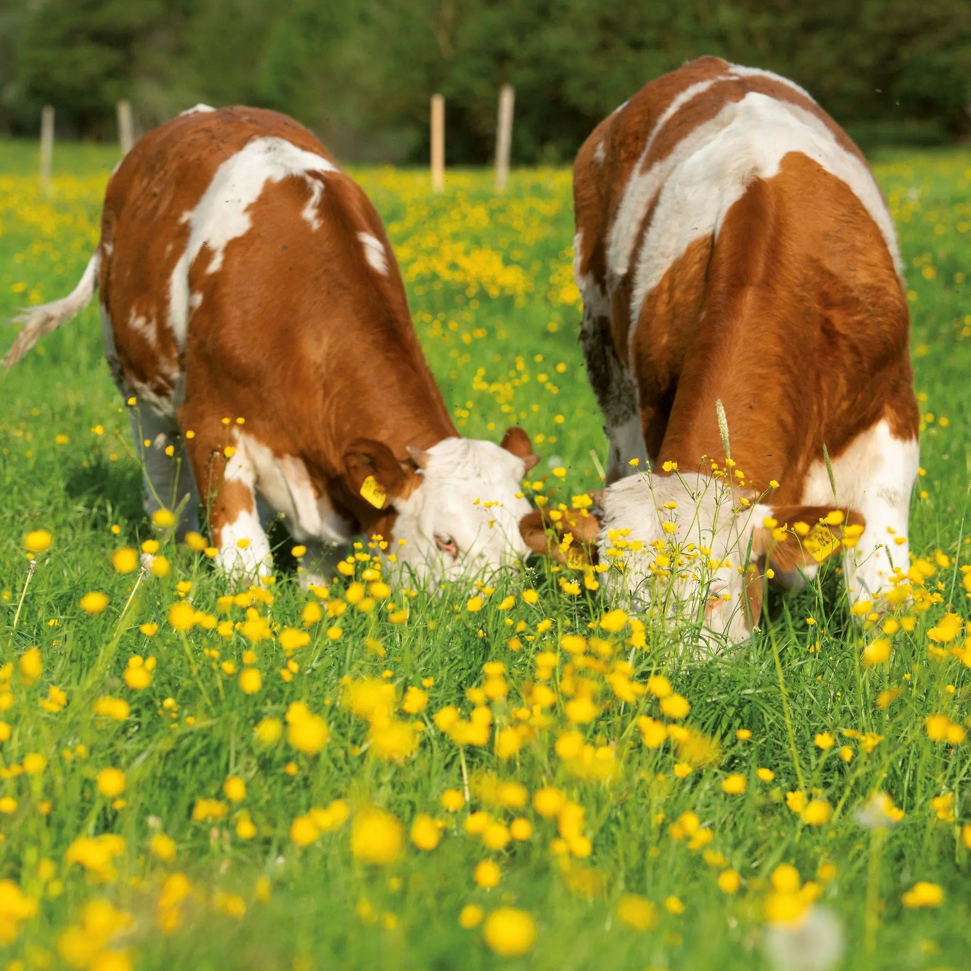 Bild: 9783959297424 | Tiere vom Bauernhof / Farm Animals 2027 | Kalender 2027 | Kalender