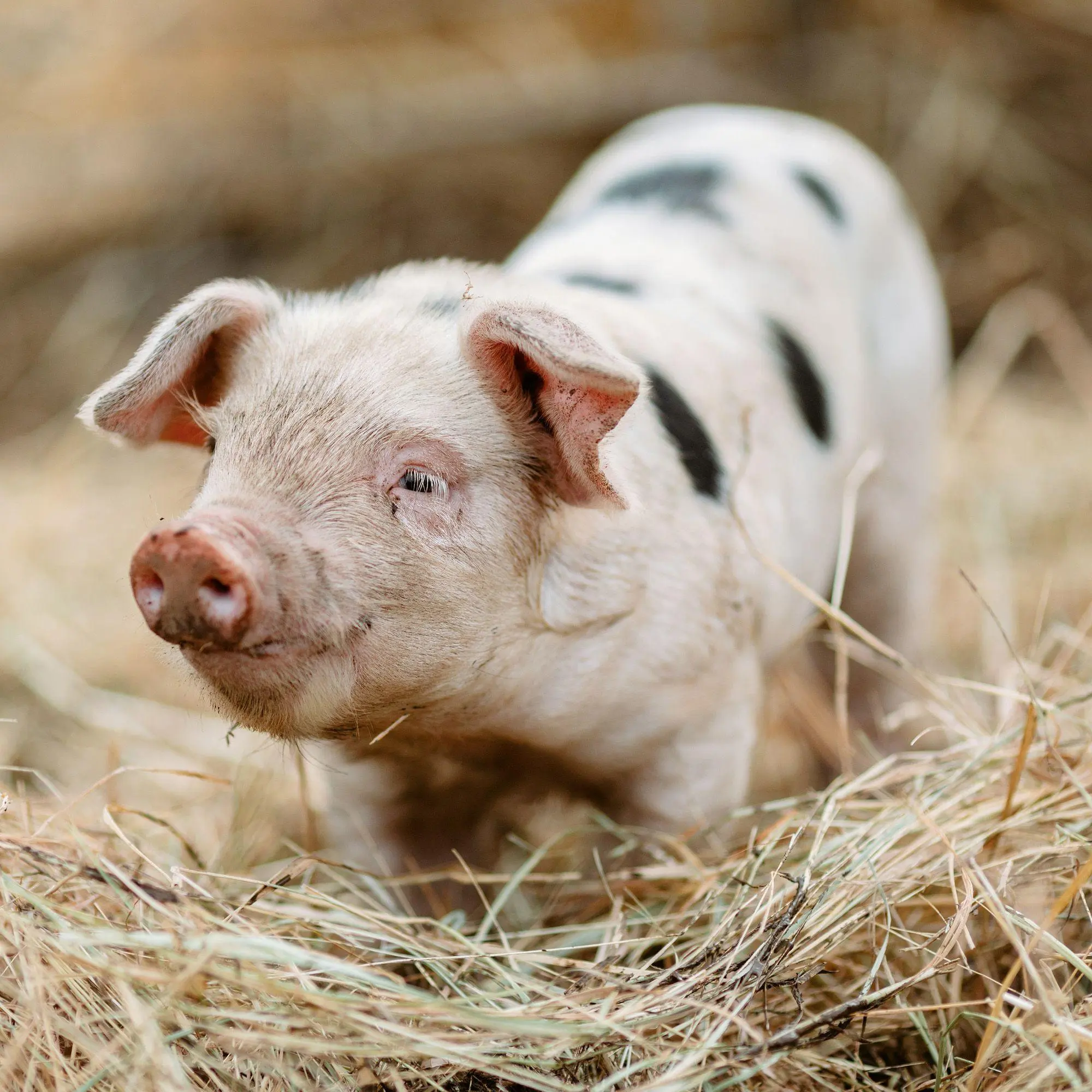 Bild: 9783959297424 | Tiere vom Bauernhof / Farm Animals 2027 | Kalender 2027 | Kalender