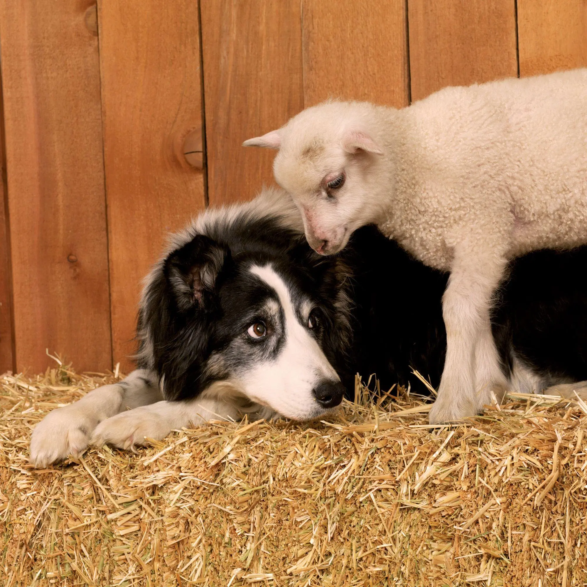 Bild: 9783959297424 | Tiere vom Bauernhof / Farm Animals 2027 | Kalender 2027 | Kalender