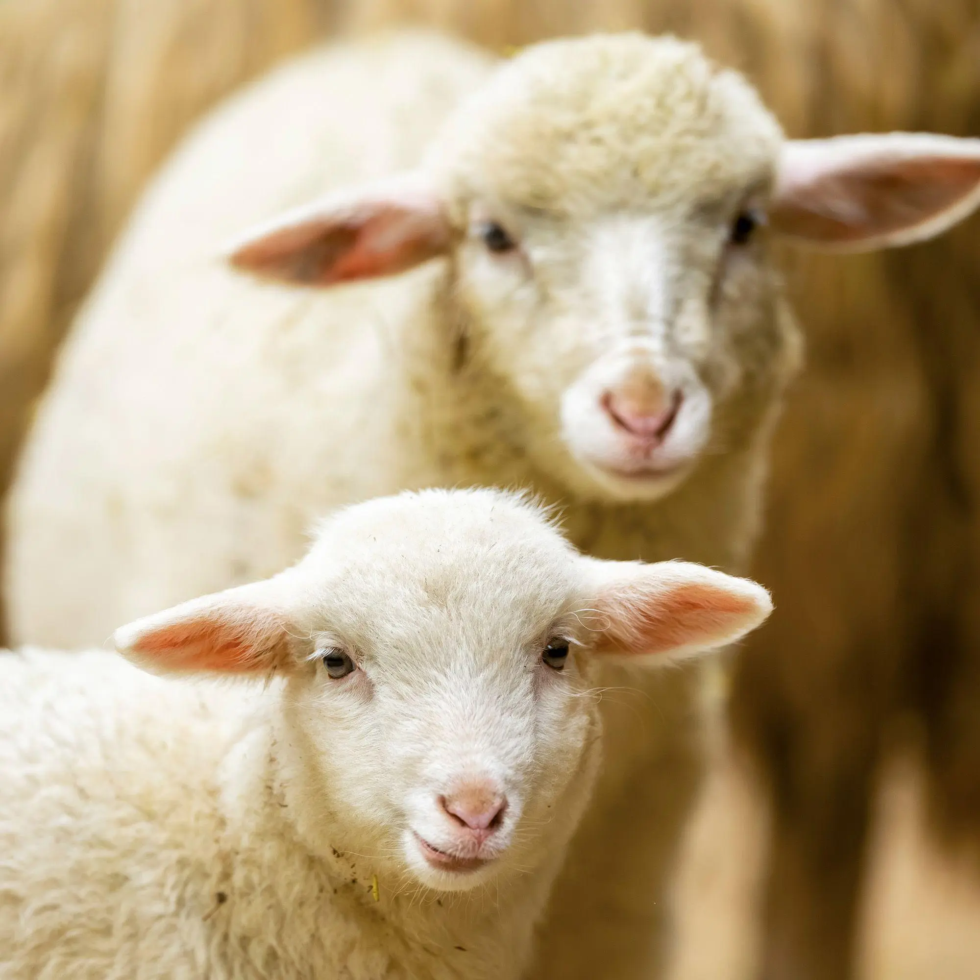 Bild: 9783959297424 | Tiere vom Bauernhof / Farm Animals 2027 | Kalender 2027 | Kalender