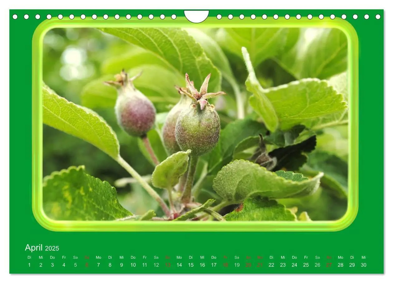 Bild: 9783435837724 | Apfel (Wandkalender 2025 DIN A4 quer), CALVENDO Monatskalender | 2025