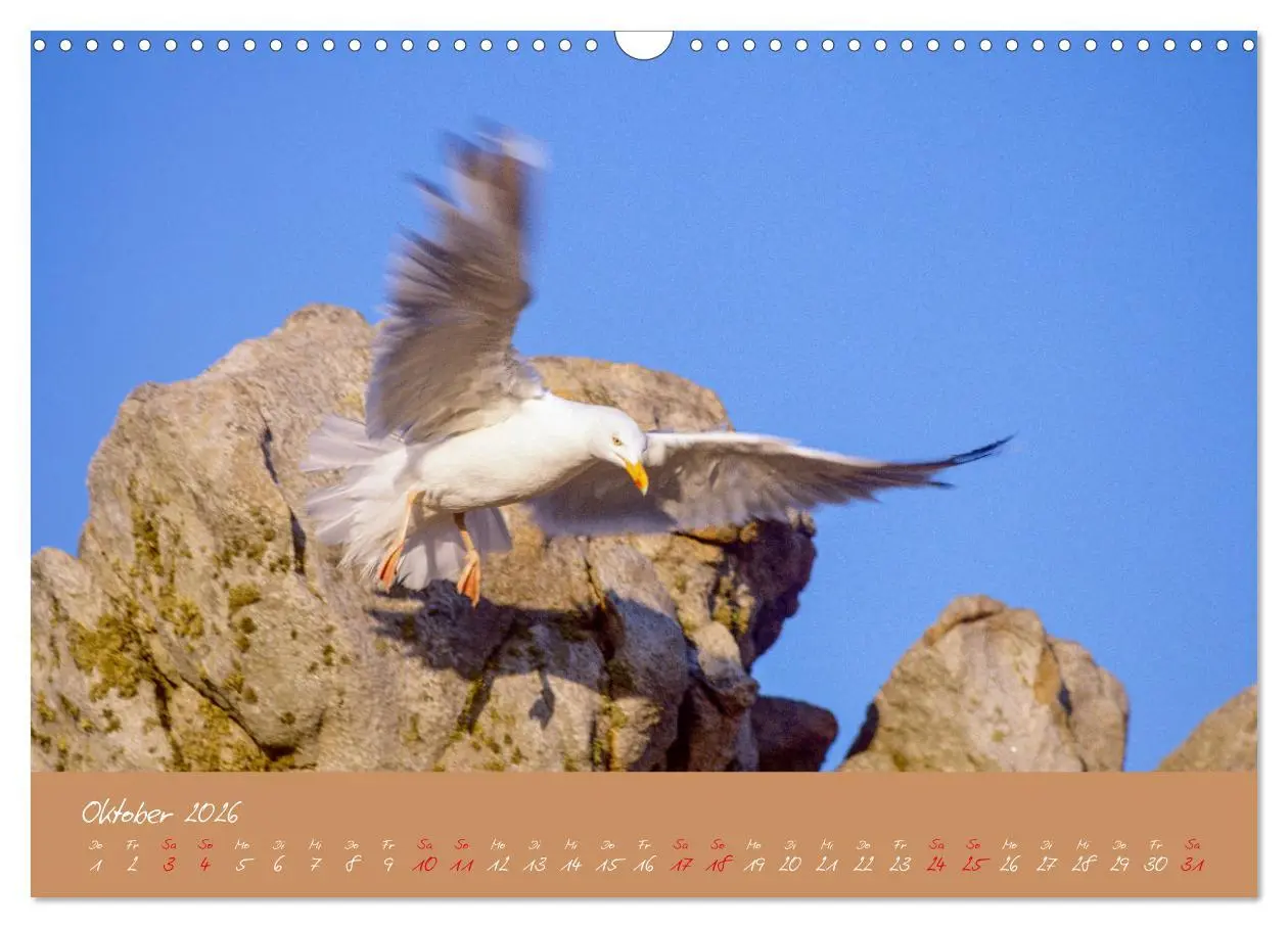 Bild: 9783457397824 | Möwen die Begleiter an Meer und See (Wandkalender 2026 DIN A3...