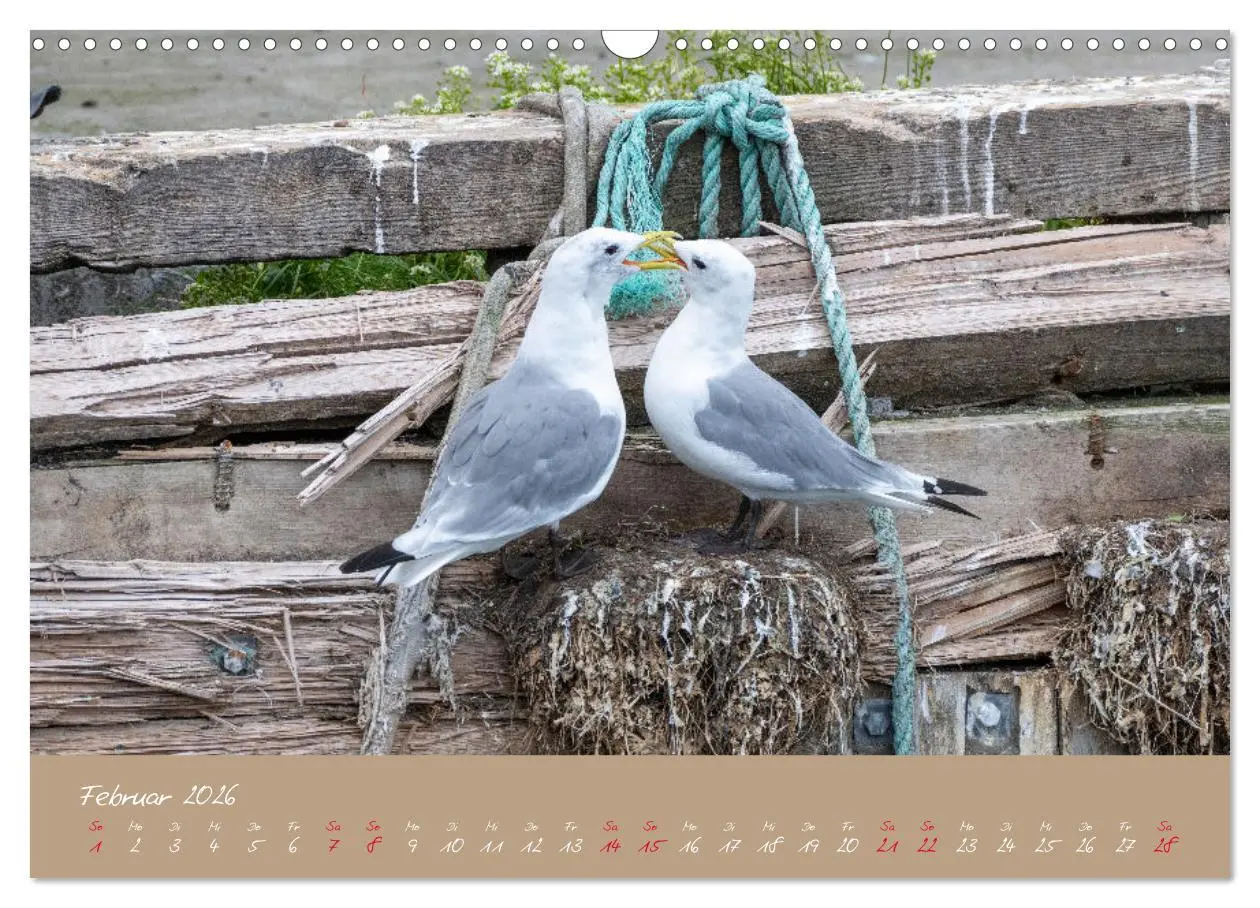 Bild: 9783457397824 | Möwen die Begleiter an Meer und See (Wandkalender 2026 DIN A3...