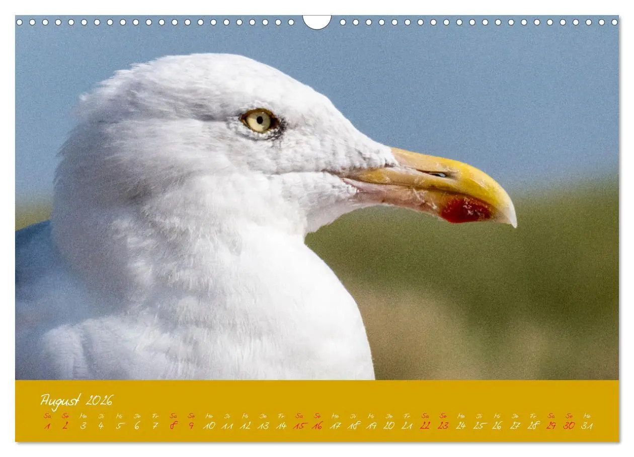 Bild: 9783457397824 | Möwen die Begleiter an Meer und See (Wandkalender 2026 DIN A3...