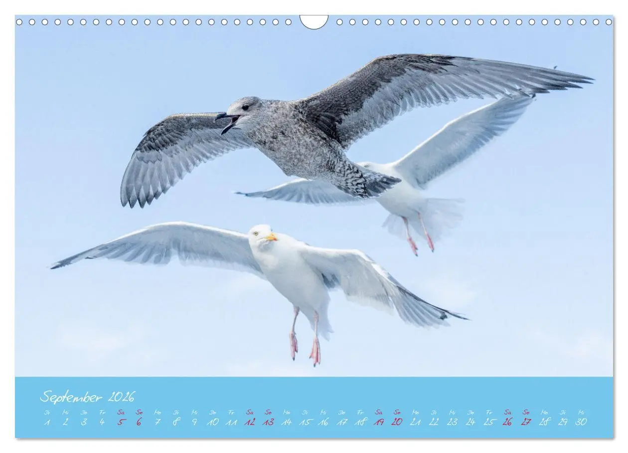 Bild: 9783457397824 | Möwen die Begleiter an Meer und See (Wandkalender 2026 DIN A3...