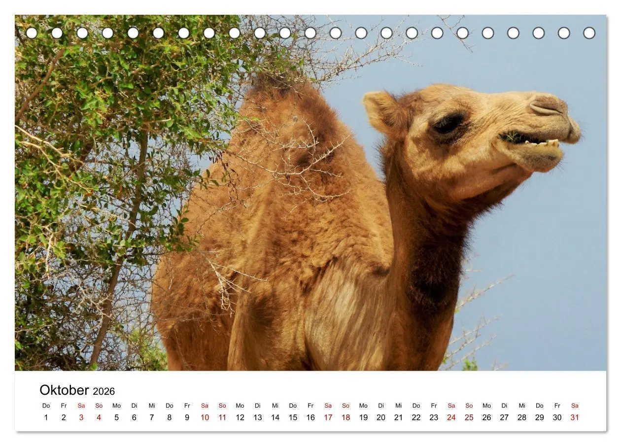 Bild: 9783457457924 | KAMELE... eine Reise durch den Oman. (Tischkalender 2026 DIN A5...