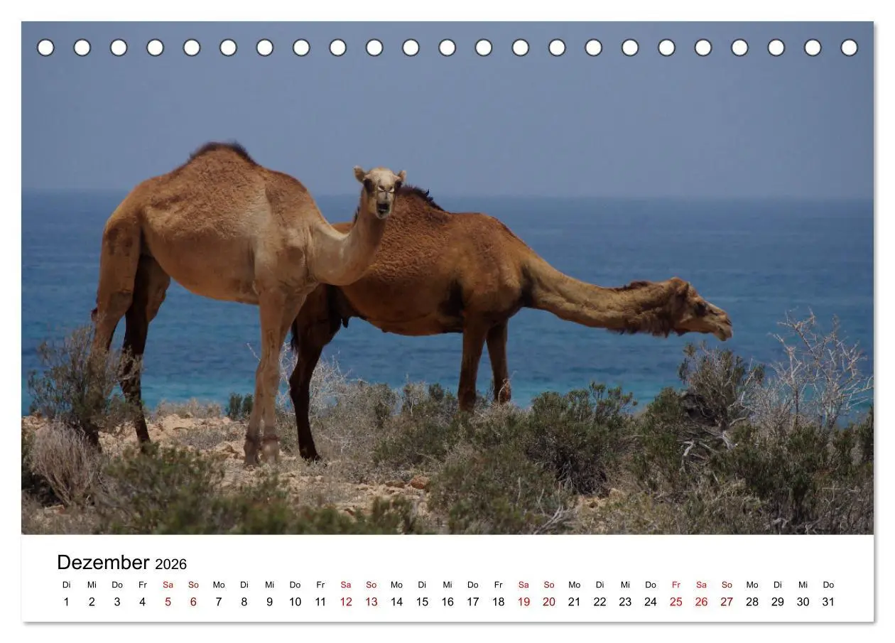 Bild: 9783457457924 | KAMELE... eine Reise durch den Oman. (Tischkalender 2026 DIN A5...