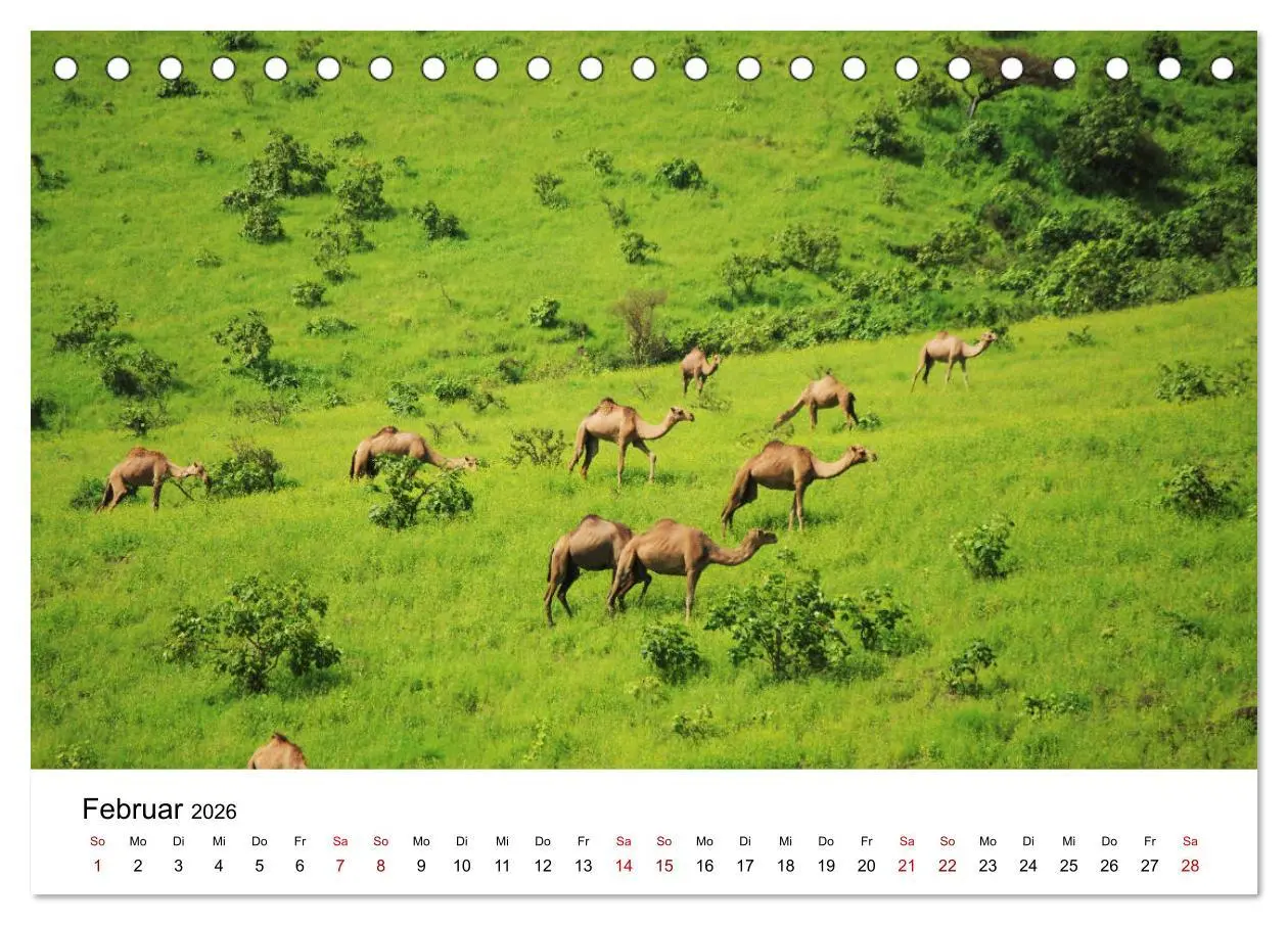Bild: 9783457457924 | KAMELE... eine Reise durch den Oman. (Tischkalender 2026 DIN A5...
