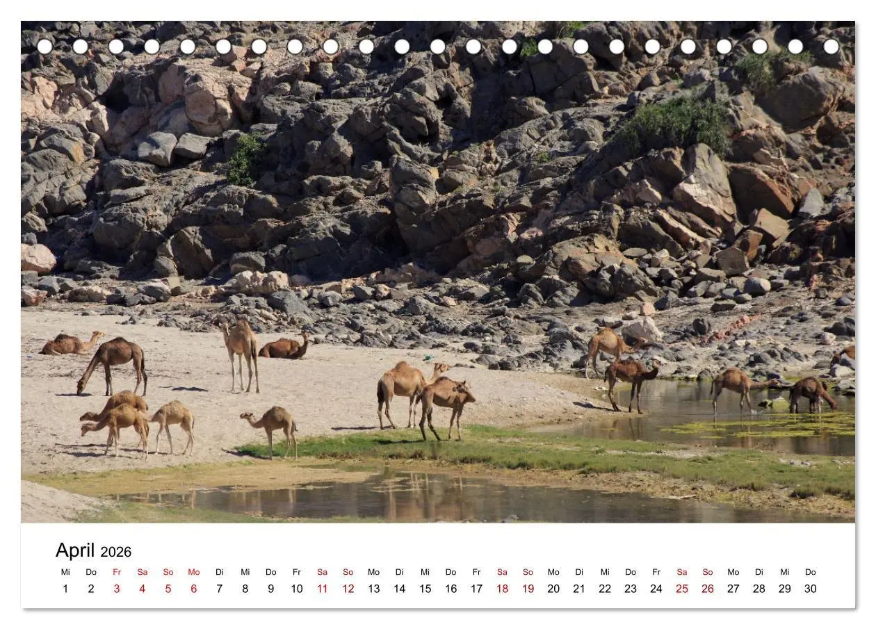 Bild: 9783457457924 | KAMELE... eine Reise durch den Oman. (Tischkalender 2026 DIN A5...