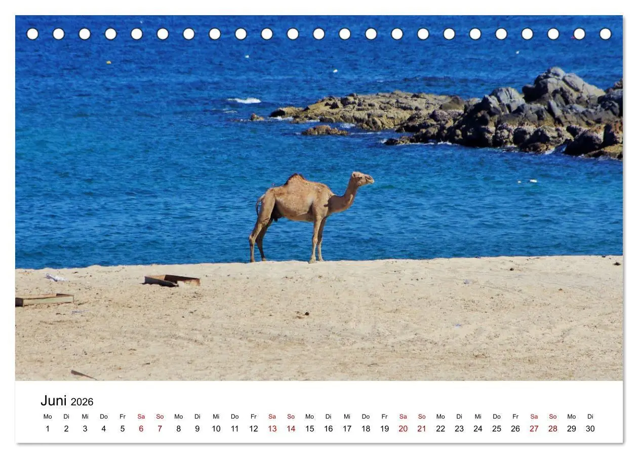 Bild: 9783457457924 | KAMELE... eine Reise durch den Oman. (Tischkalender 2026 DIN A5...