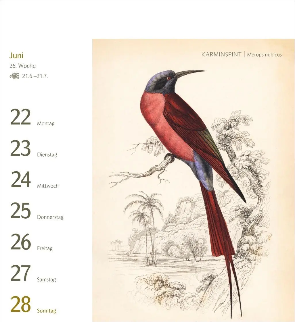 Bild: 9783840037924 | Vögel Postkartenkalender 2026 - Postkartenkalender mit 53...