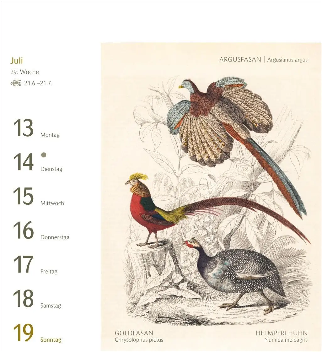 Bild: 9783840037924 | Vögel Postkartenkalender 2026 - Postkartenkalender mit 53...