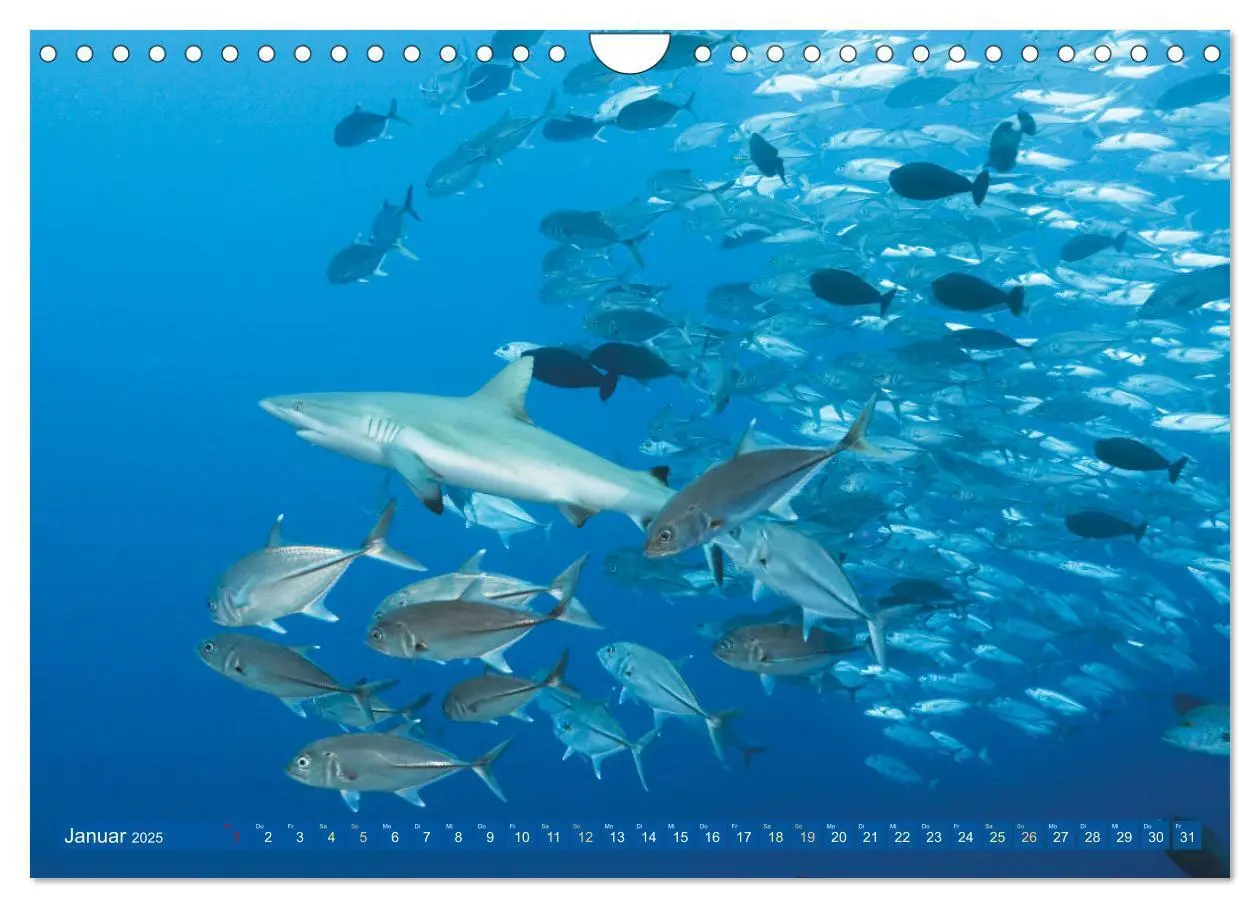Bild: 9783383778124 | Tauchen: Wunderbares tiefblaues Meer (Wandkalender 2025 DIN A4...