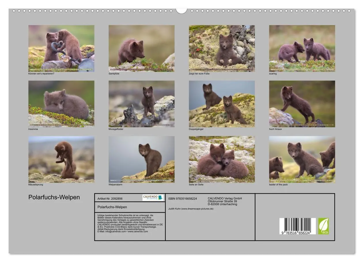 Bild: 9783516658224 | Polarfuchs-Welpen (hochwertiger Premium Wandkalender 2026 DIN A2...
