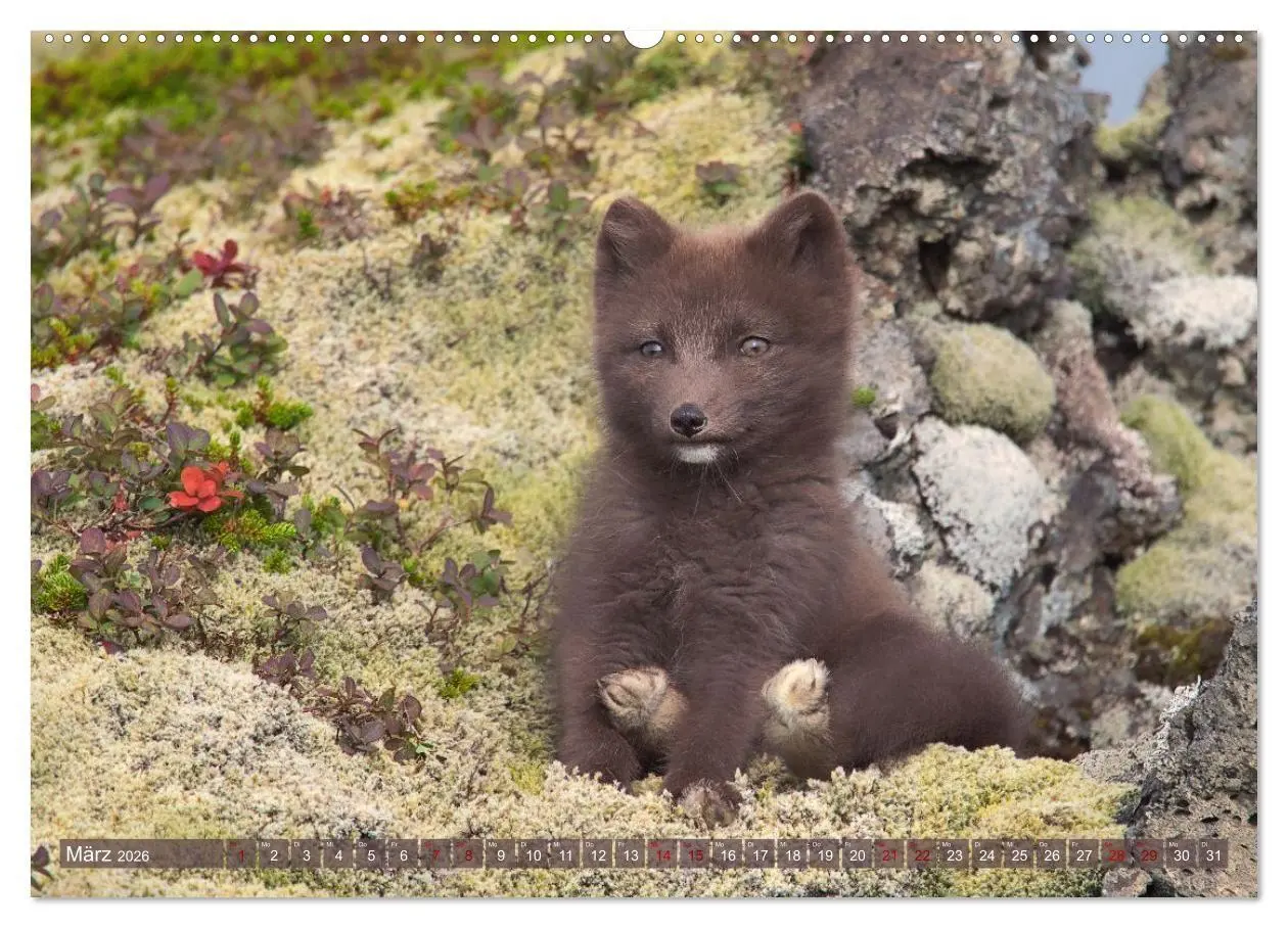 Bild: 9783516658224 | Polarfuchs-Welpen (hochwertiger Premium Wandkalender 2026 DIN A2...